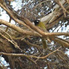 Nesoptilotis leucotis