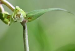 Epipactis purpurata