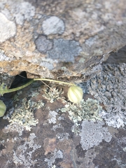 Blumenbachia insignis