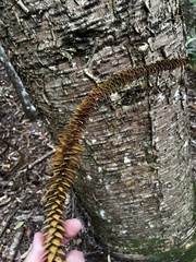Araucaria cunninghamii