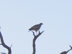 Melierax canorus argentior