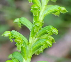 Microtis arenaria