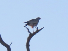 Melierax canorus argentior