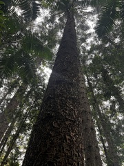 Araucaria cunninghamii