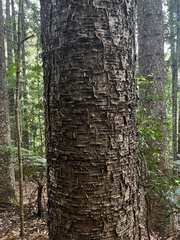 Araucaria cunninghamii