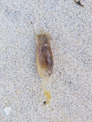 Scyliorhinus canicula