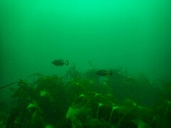 Meuschenia flavolineata