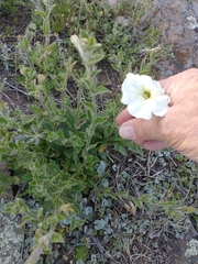 Petunia axillaris
