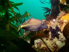 Meuschenia flavolineata