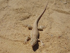 Eremias velox