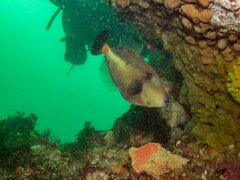 Meuschenia flavolineata