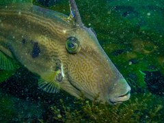 Meuschenia freycineti