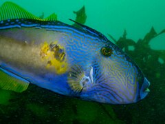 Meuschenia freycineti