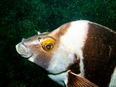 Pseudogoniistius nigripes