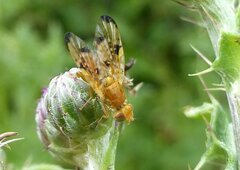 Xyphosia miliaria