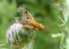 Xyphosia miliaria