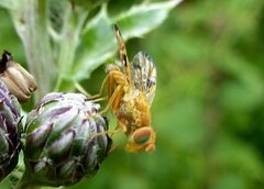 Xyphosia miliaria