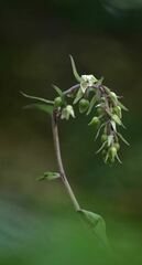 Epipactis purpurata