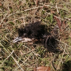 Laniarius ferrugineus