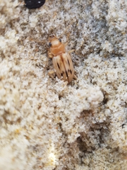 Eurynebria complanata