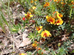 Pultenaea humilis