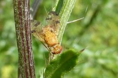 Xyphosia miliaria