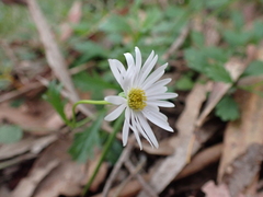 Brachyscome salkiniae