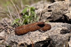 Mixcoatlus melanurus