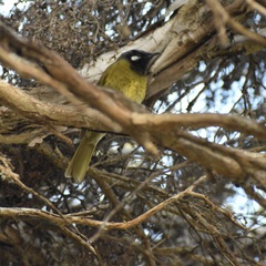 Nesoptilotis leucotis