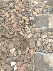 Poa palustris