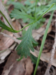 Brachyscome salkiniae