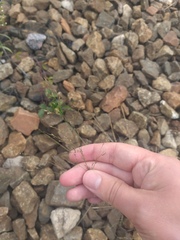 Poa palustris