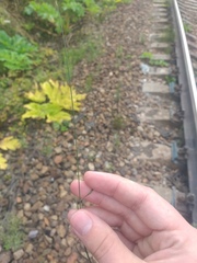 Poa palustris