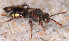 Nomada leucophthalma