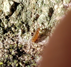 Isotomurus