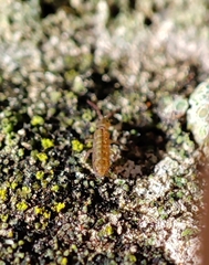 Isotomurus