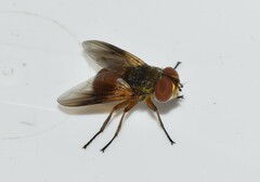 Ectophasia oblonga