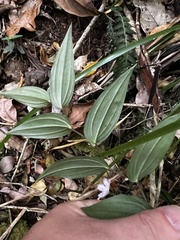 Tripladenia cunninghamii