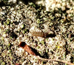 Isotomurus