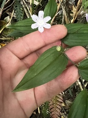 Tripladenia cunninghamii