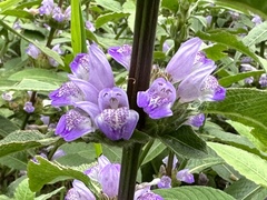 Hygrophila pogonocalyx
