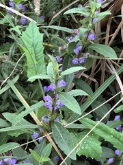 Hygrophila pogonocalyx