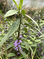 Hygrophila pogonocalyx