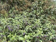 Hygrophila pogonocalyx