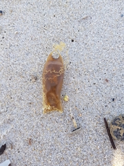 Scyliorhinus canicula