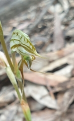 Pterostylis excelsa