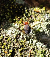 Dicyrtomidae