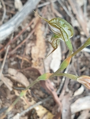 Pterostylis excelsa