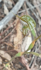 Pterostylis excelsa