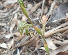 Pterostylis excelsa